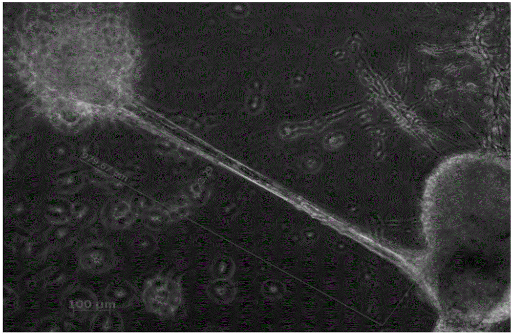 Measuring method for cell potential of bioengineering retina nerve scaffold