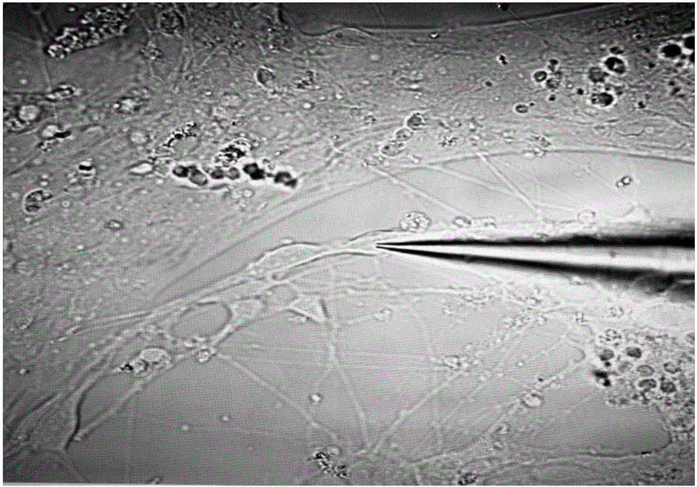 Measuring method for cell potential of bioengineering retina nerve scaffold