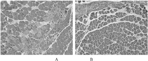 Method for preparing stem-cell active-factor composition with muscle cell repairing function