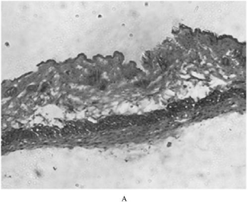 Method for preparing stem-cell active-factor composition with muscle cell repairing function