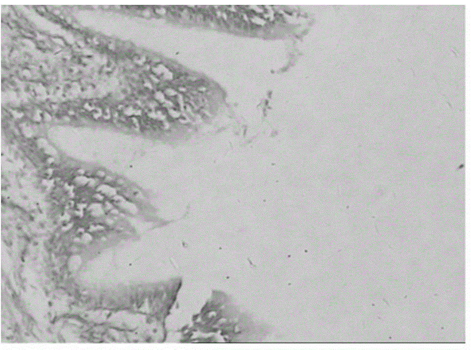 Luchuan pig mycoplasma pneumoniae P36 gene in-situ hybridization detection method, and probes and kit thereof