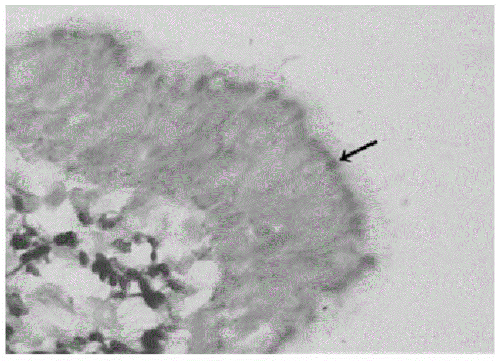 Luchuan pig mycoplasma pneumoniae P36 gene in-situ hybridization detection method, and probes and kit thereof