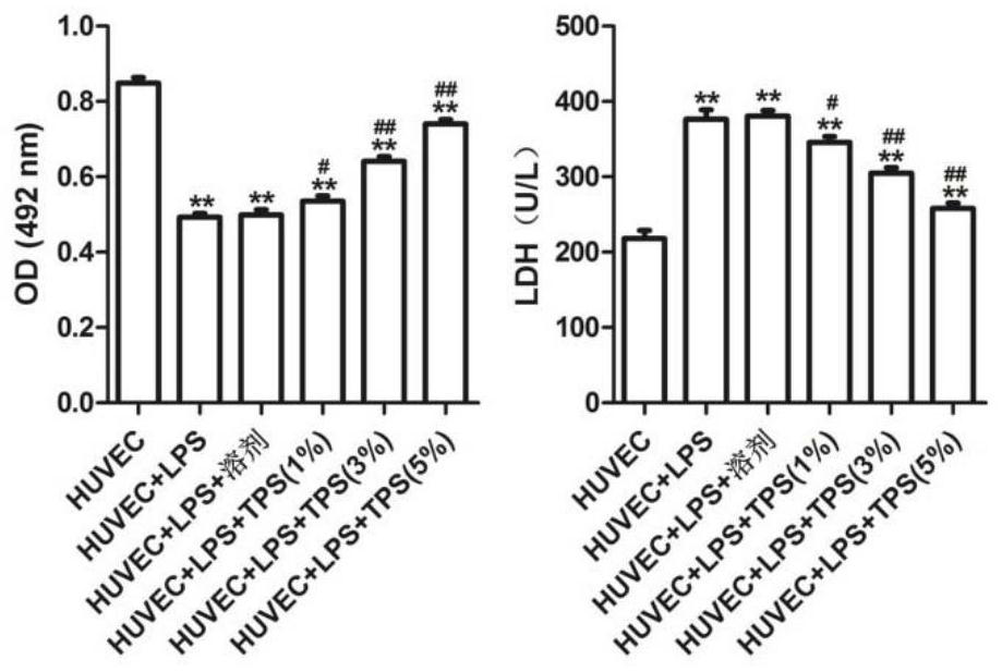 Application of trigonal total phenol extract in preparation of medicine for treating disseminated intravascular coagulation