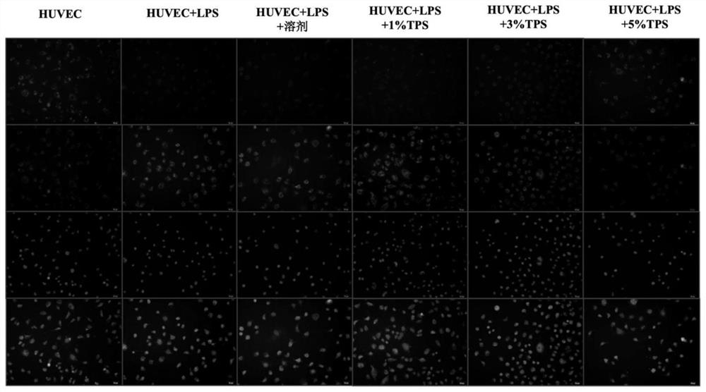 Application of trigonal total phenol extract in preparation of medicine for treating disseminated intravascular coagulation