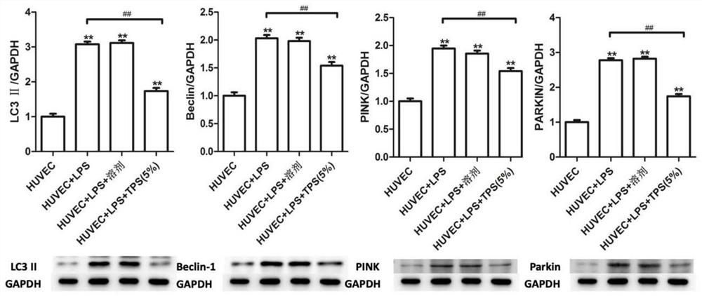 Application of trigonal total phenol extract in preparation of medicine for treating disseminated intravascular coagulation