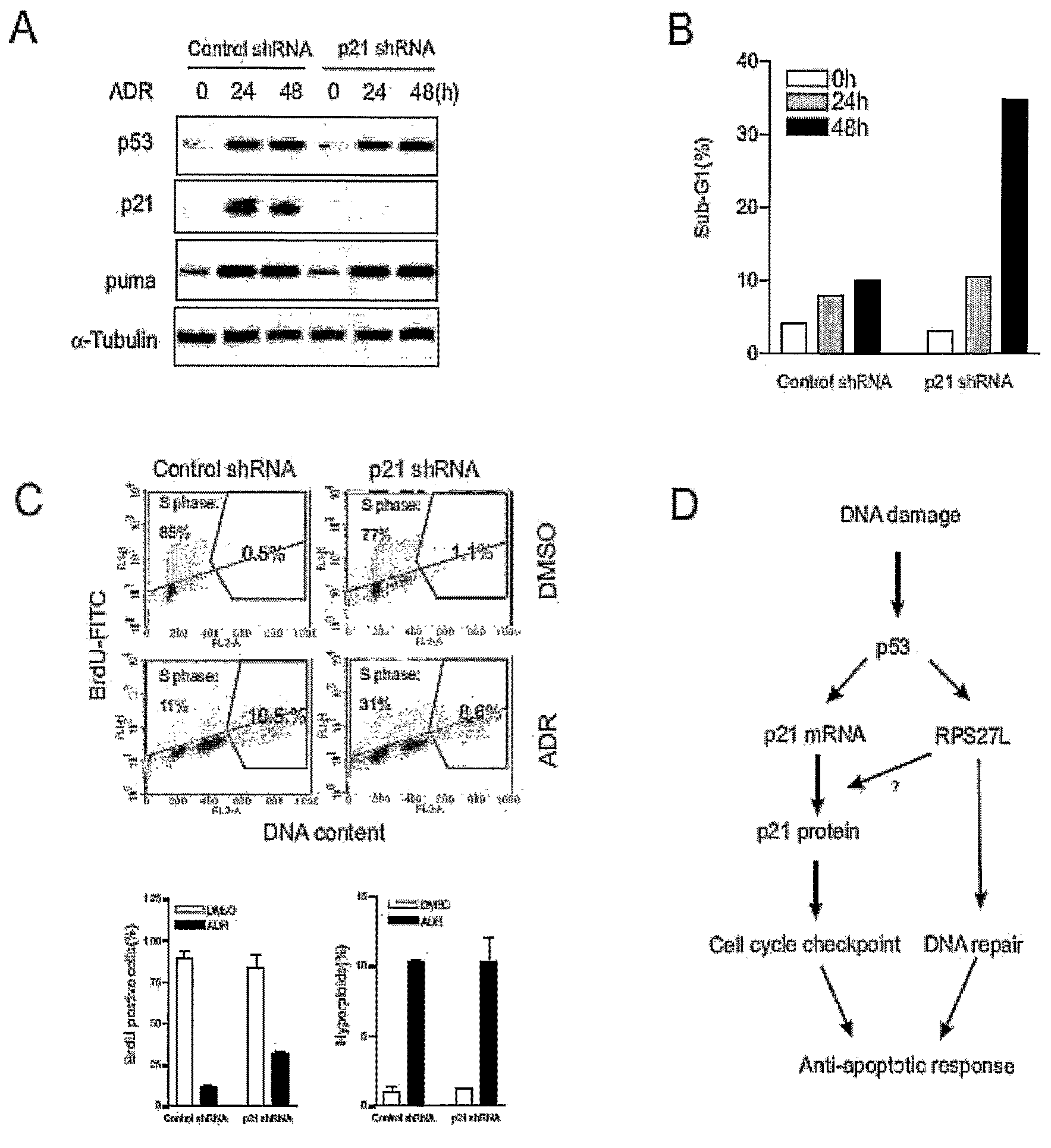 Sensitizing a cell to cancer treatment by modulating the activity of a nucleic acid encoding rps27l protein