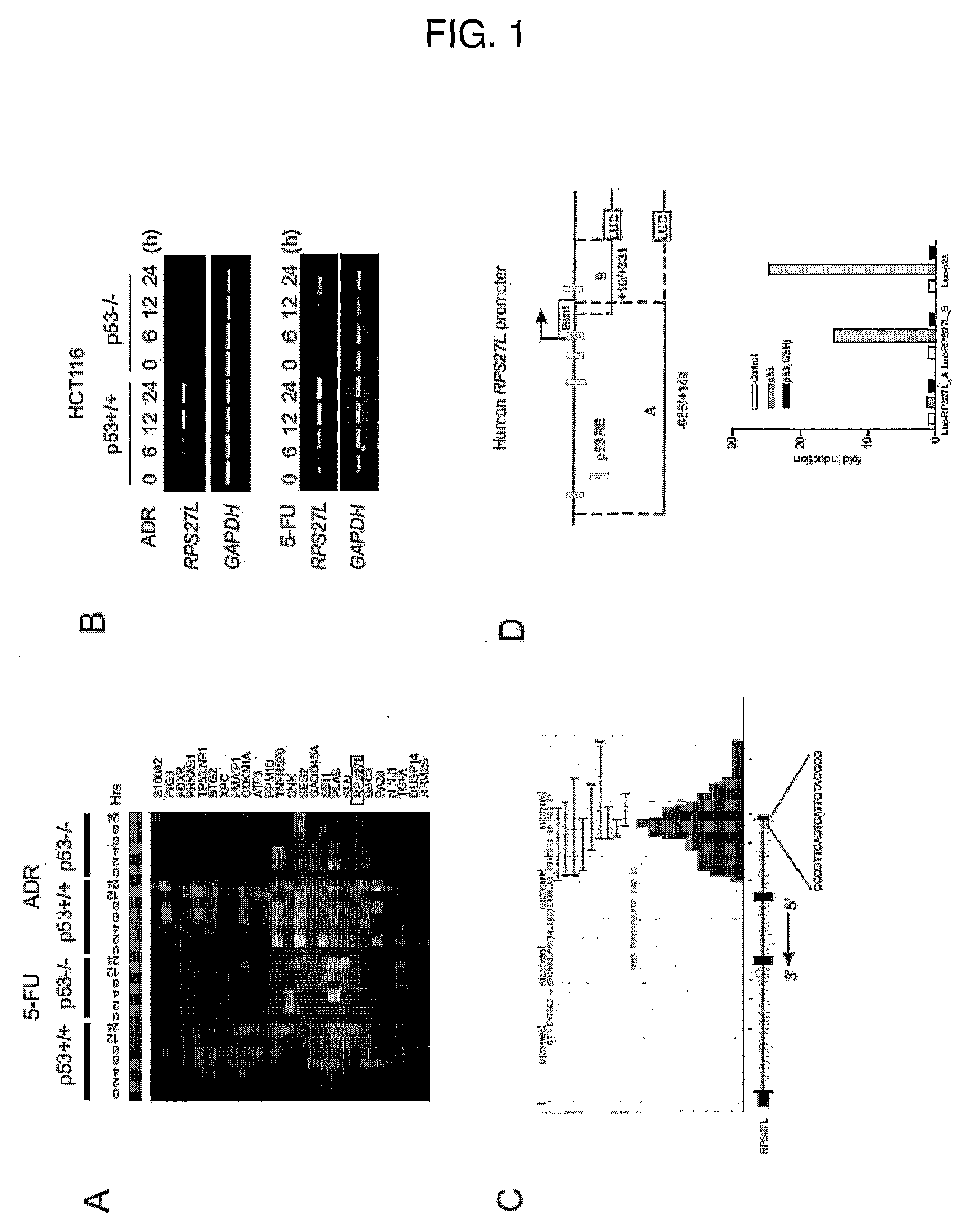 Sensitizing a cell to cancer treatment by modulating the activity of a nucleic acid encoding rps27l protein