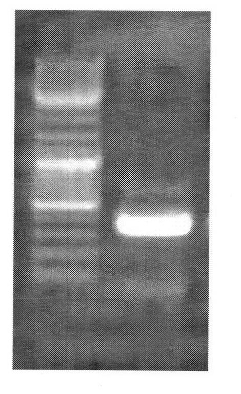 Kit and method for rapidly detecting DNA methylation