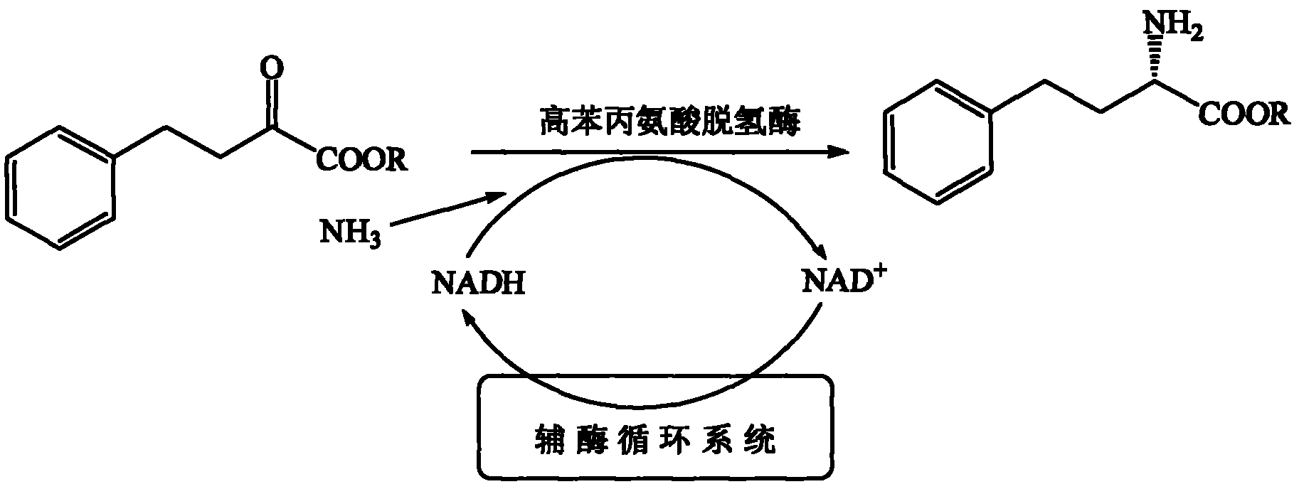 Method for preparing L-homophenylalanine