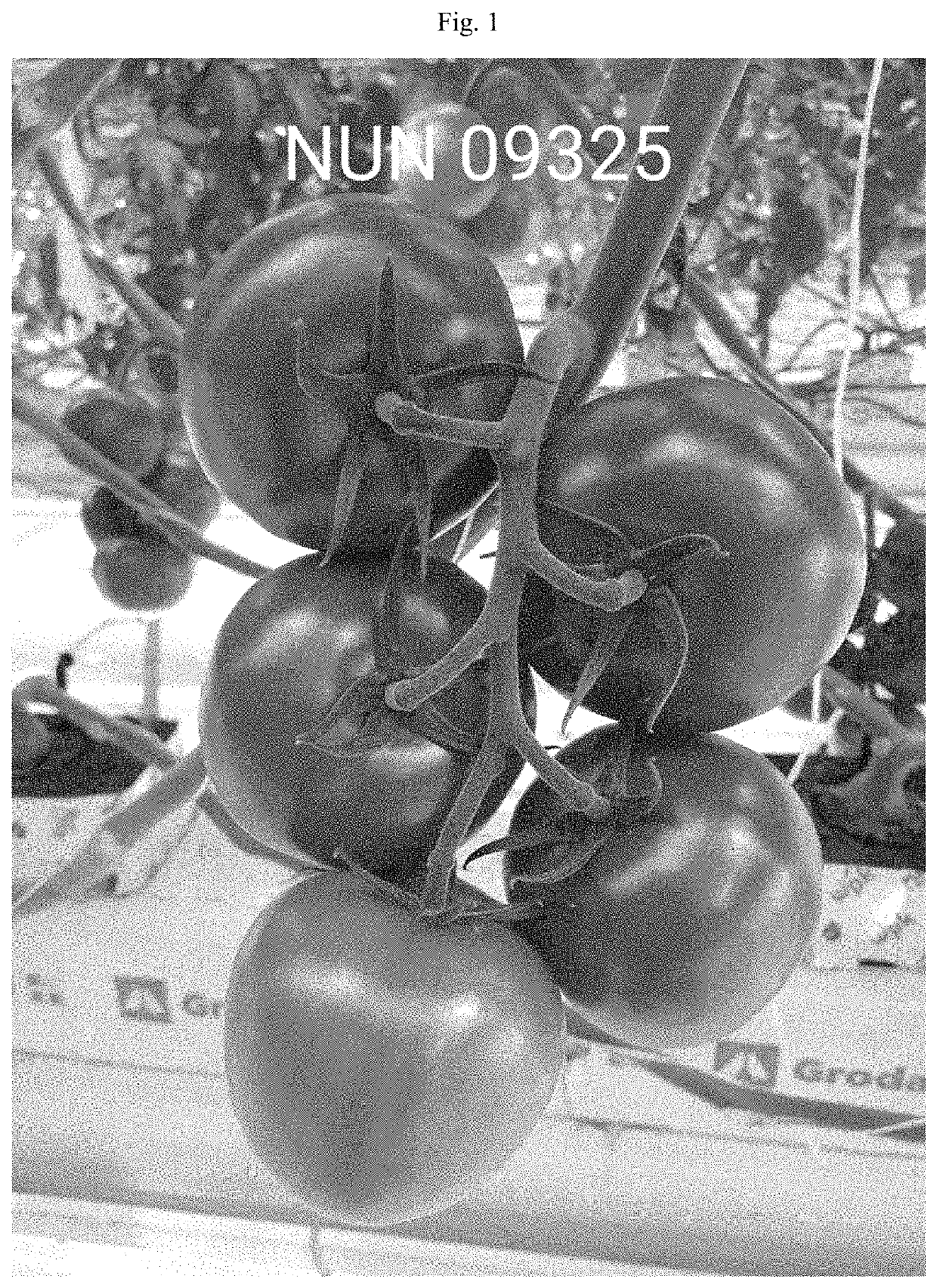 Tomato variety nun 09325 tof