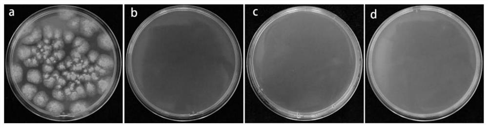 Application of dimethyl dicarbonate in preparation of postharvest citrus preservative