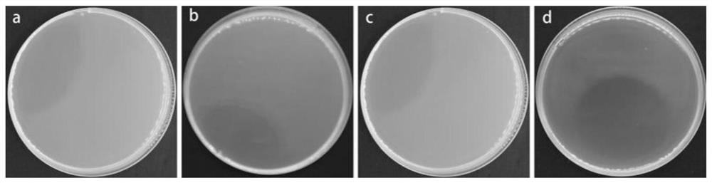 Application of dimethyl dicarbonate in preparation of postharvest citrus preservative