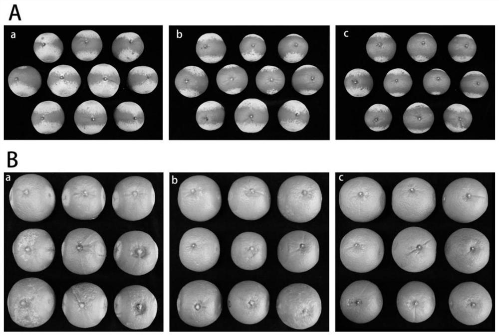 Application of dimethyl dicarbonate in preparation of postharvest citrus preservative