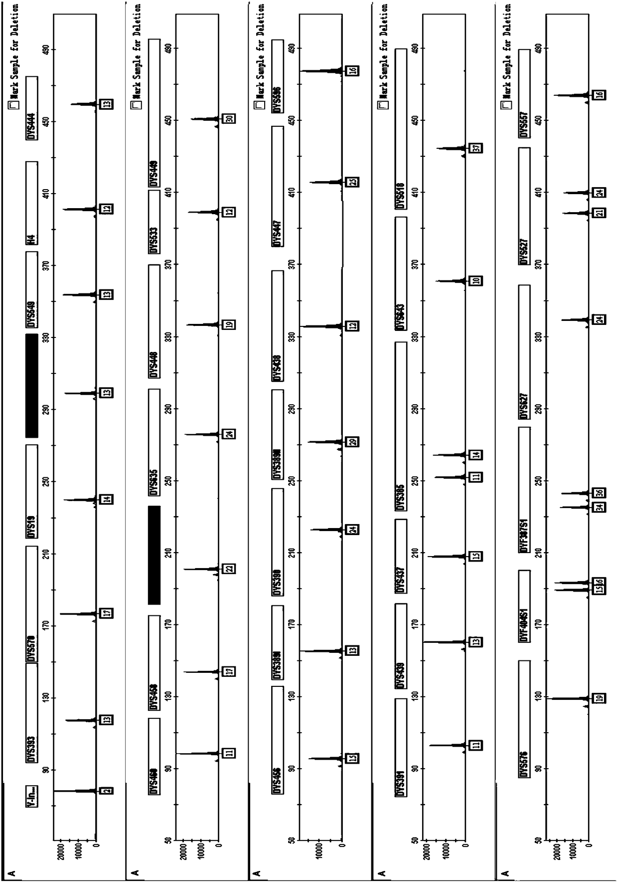 Fluorescent multiplex amplification system of 37 Y-STR gene locuses and Y-Indel, kit and application thereof