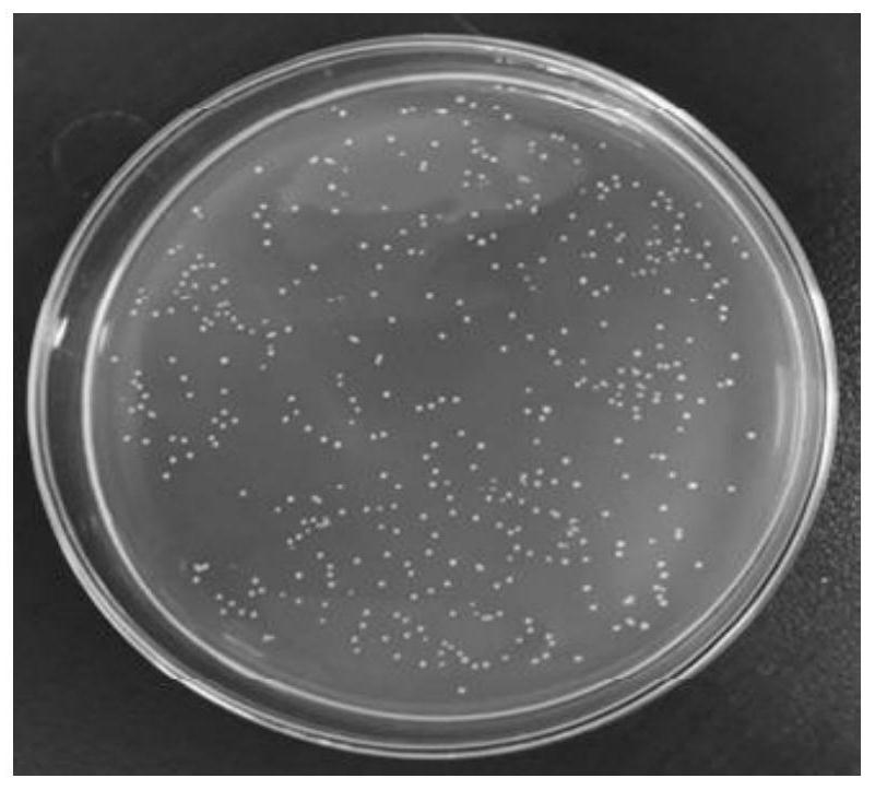 A kind of esterase-producing malic acid-lactic acid fermentation lactic acid bacteria strain and application thereof