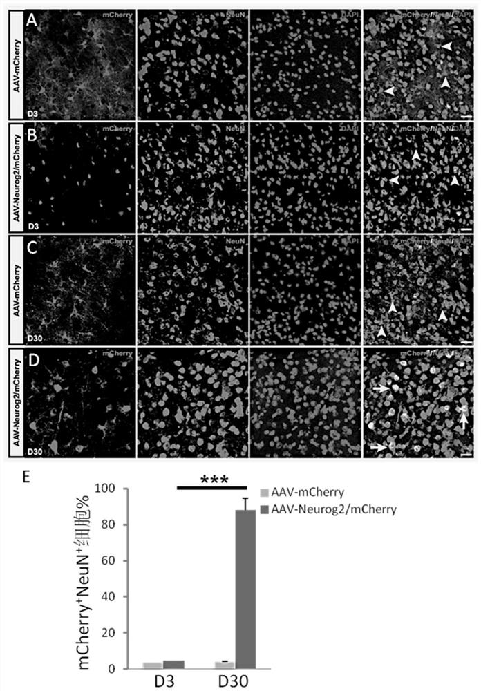 Method for inducing transdifferentiation of glial cells into functional neurons and application of method