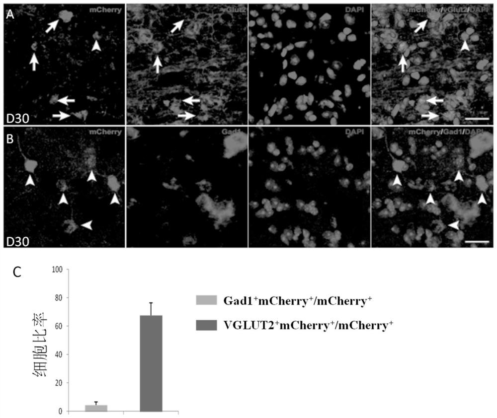 Method for inducing transdifferentiation of glial cells into functional neurons and application of method