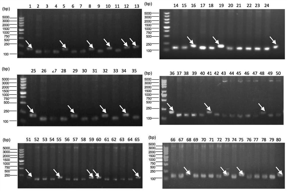 A specific polypeptide targeting and binding to lymphoma cell lines and its application