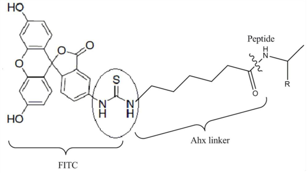 A specific polypeptide targeting and binding to lymphoma cell lines and its application