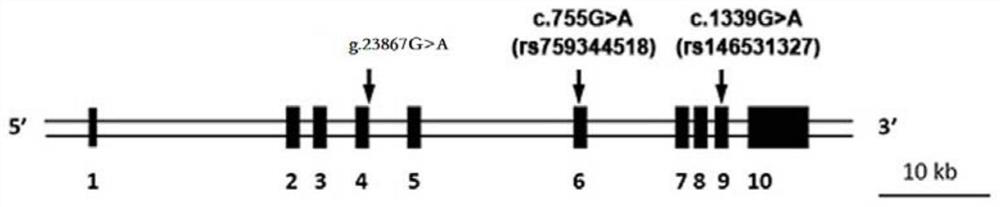 Pulmonary hypertension-related ptgis gene mutation and its application