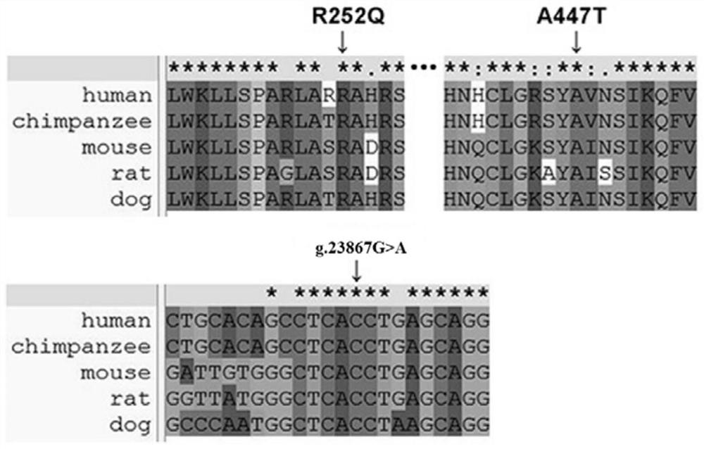 Pulmonary hypertension-related ptgis gene mutation and its application