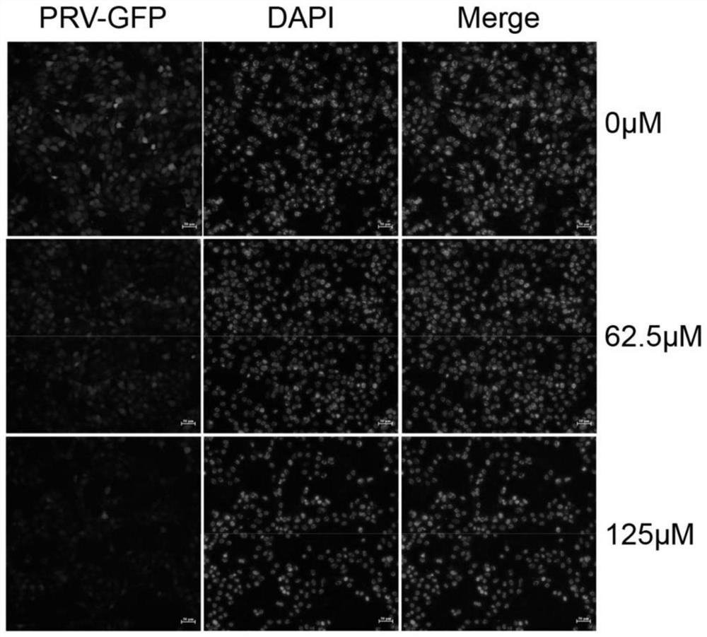 Method for inhibiting in-vitro replication and proliferation of pseudorabies virus by using inhibitor A2ti-1 and application