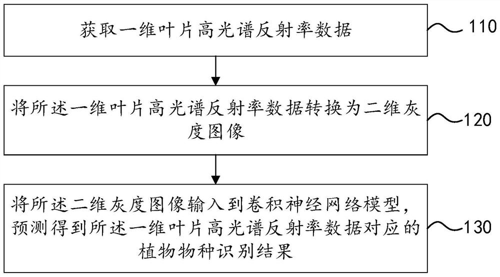 Plant species identification method, system and device and storage medium