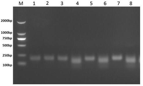 Molecular detection method for rapidly and accurately identifying weedy rice and cultivated rice