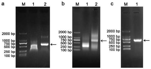 Loquat flower organ development related transcription factor EjPI protein and coding gene and application thereof