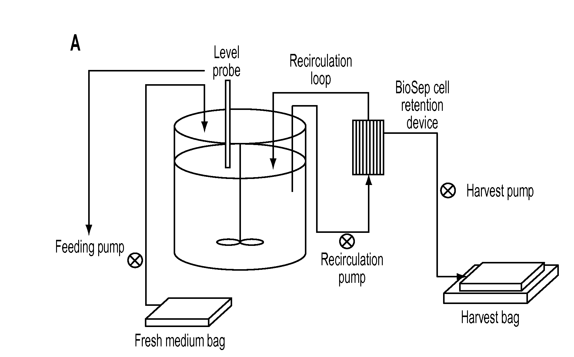 Production and purification of recombinant arylsulftase