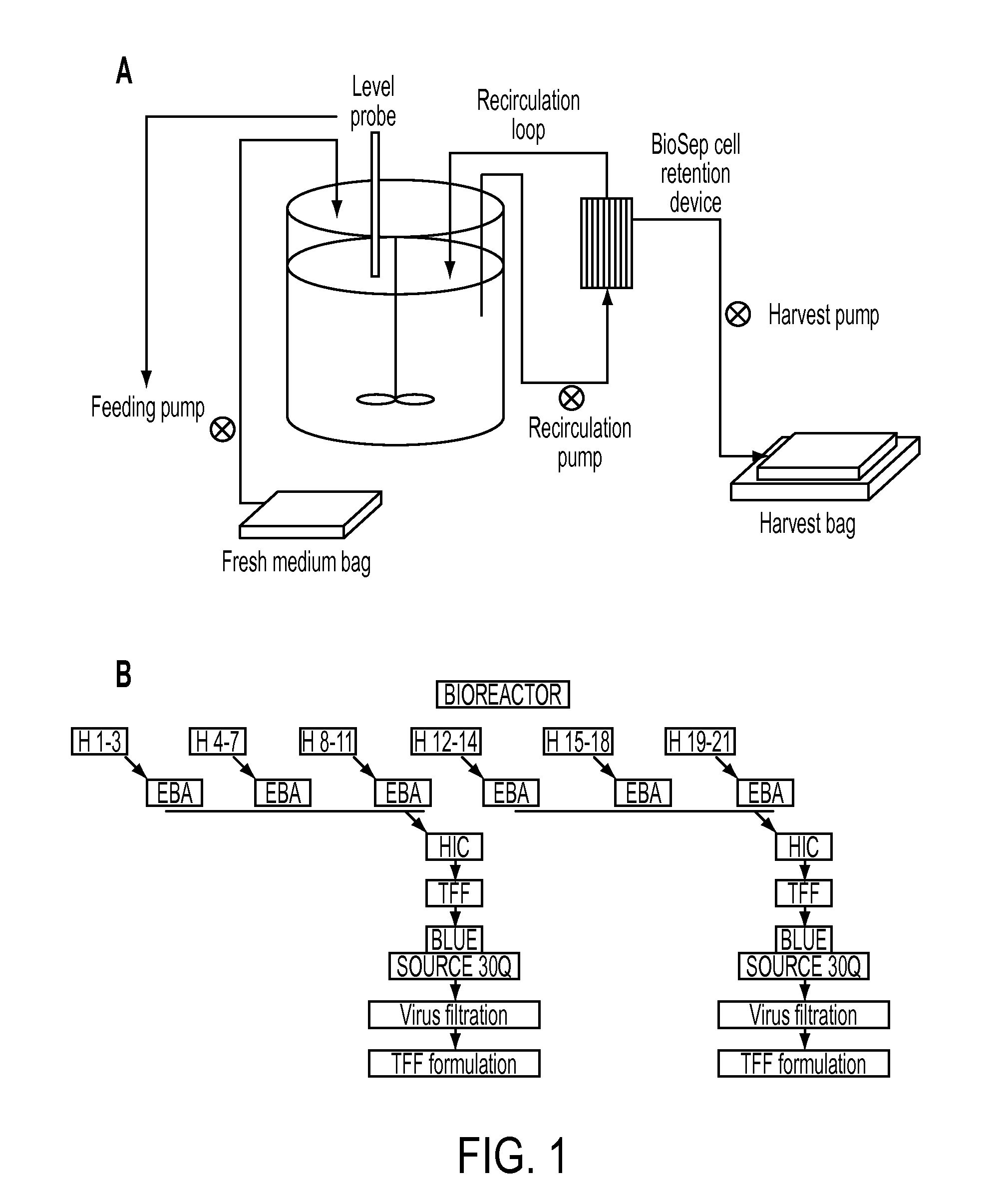 Production and purification of recombinant arylsulftase