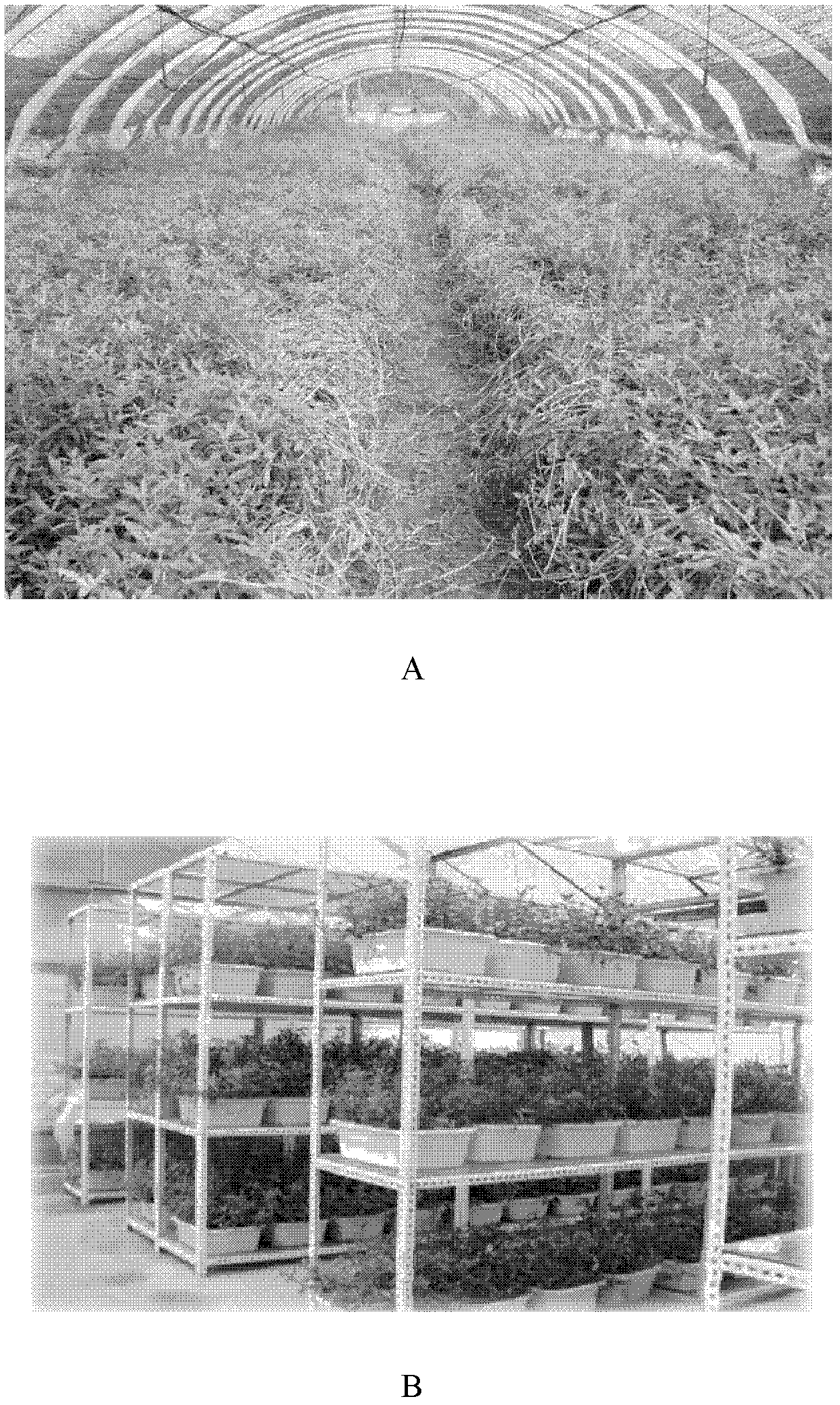 Artificial mass raising method for agasicles hygrophila