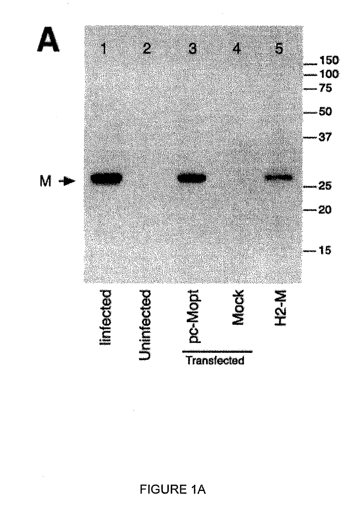 Engineered respiratory syncytial viruses with control of cell-to-cell virus transmission for enhanced safety of live virus vaccines