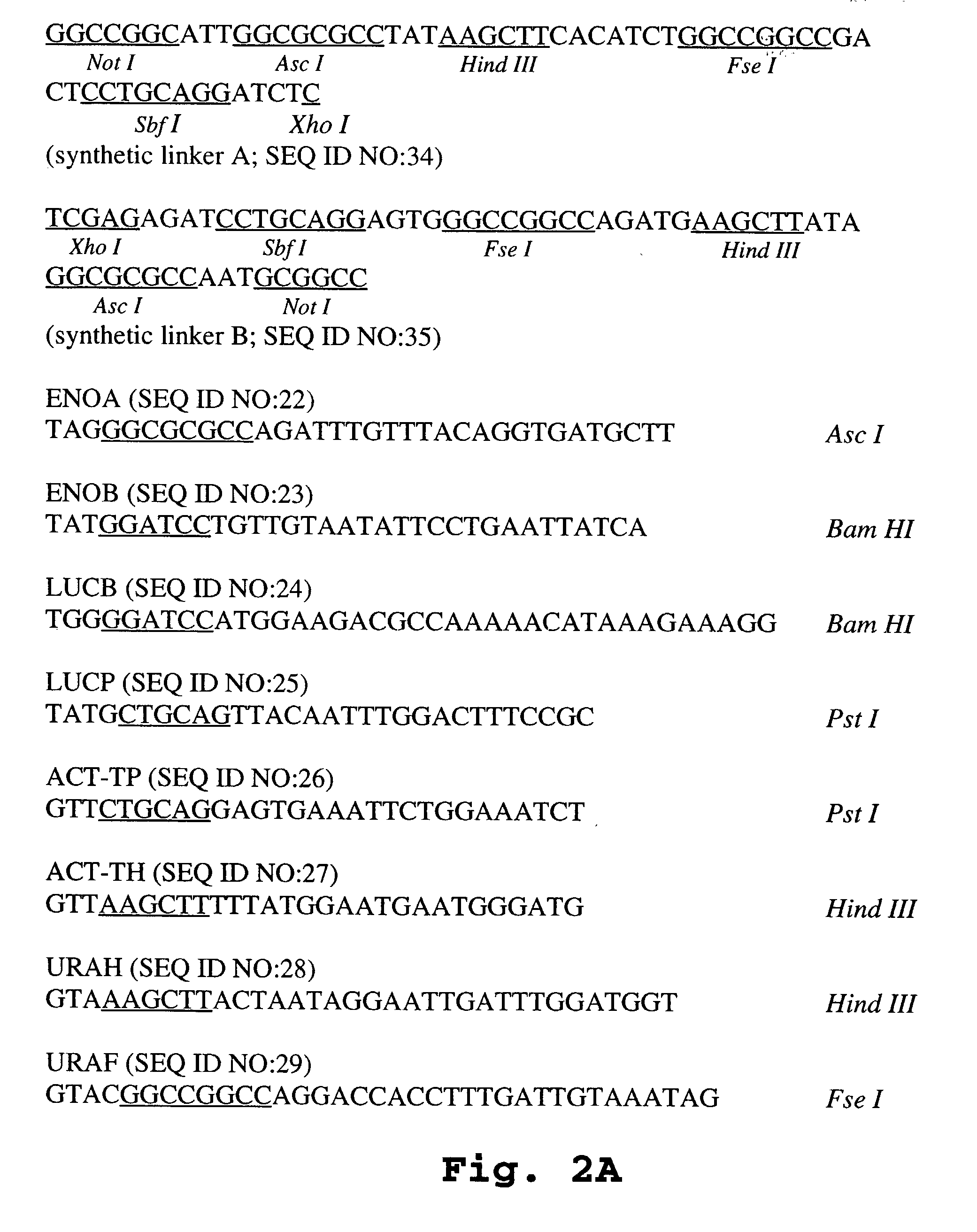 Methods of screening for introduction of DNA into a target cell