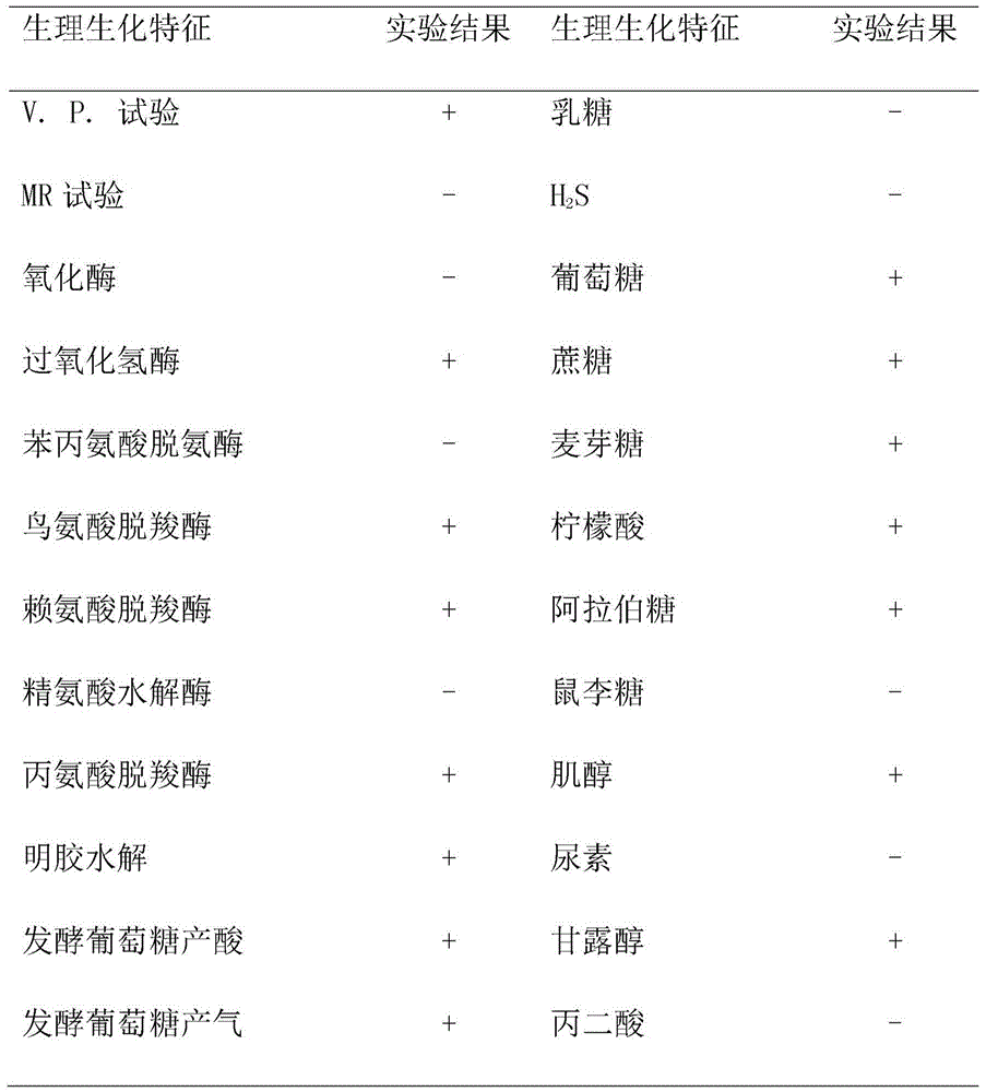 Serratia marcescens strain and application thereof