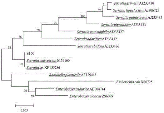 Serratia marcescens strain and application thereof