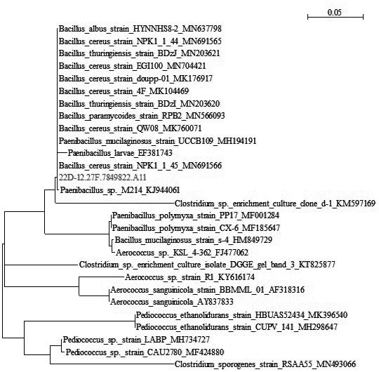 A Strain of Bacillus and Its Application in Industry