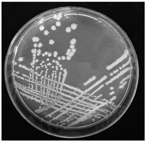 Bacillus cereus, bacterial agent and preparation method and application thereof