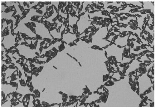 Bacillus cereus, bacterial agent and preparation method and application thereof