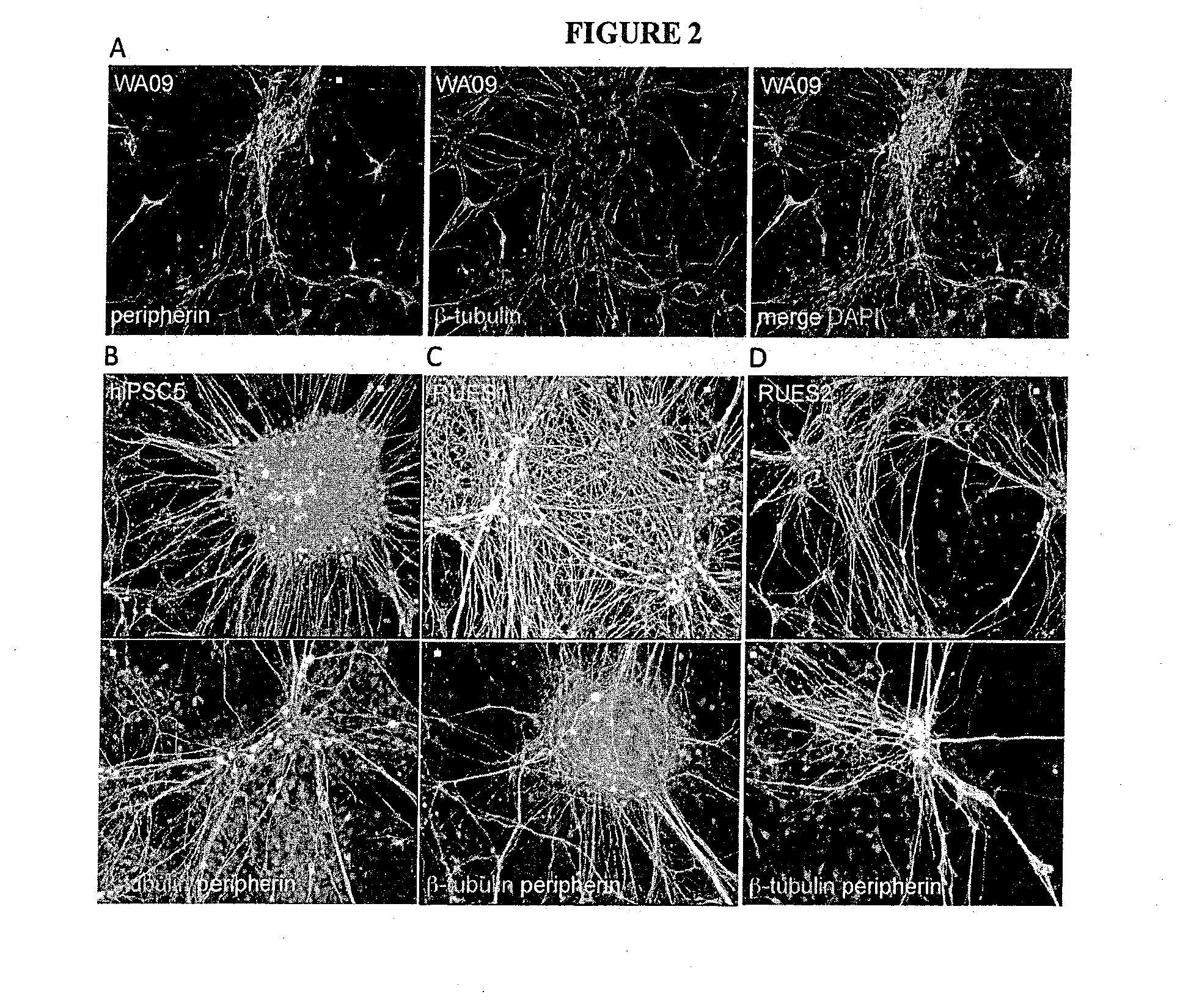 Differentiation of human pluripotent stem cells to multipotent neural crest cells