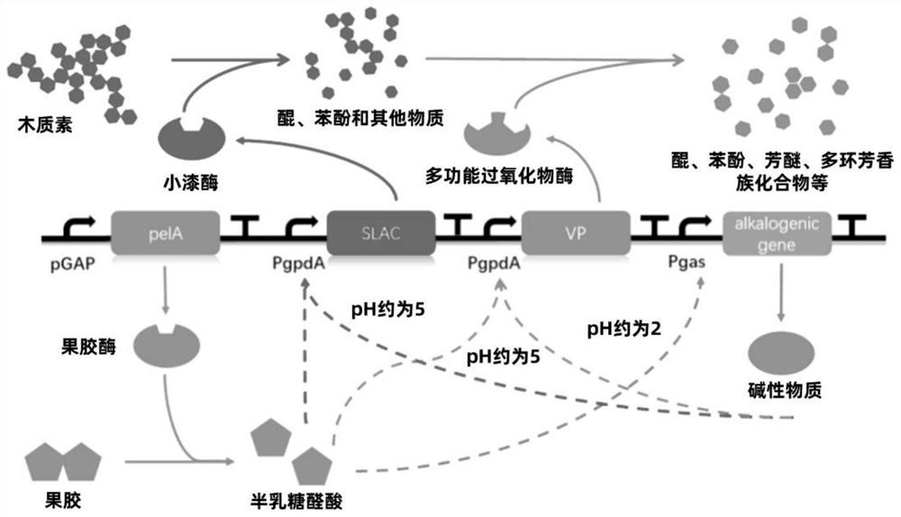 Gene recombinant plasmid, gene recombinant pichia pastoris and straw fiber degumming application