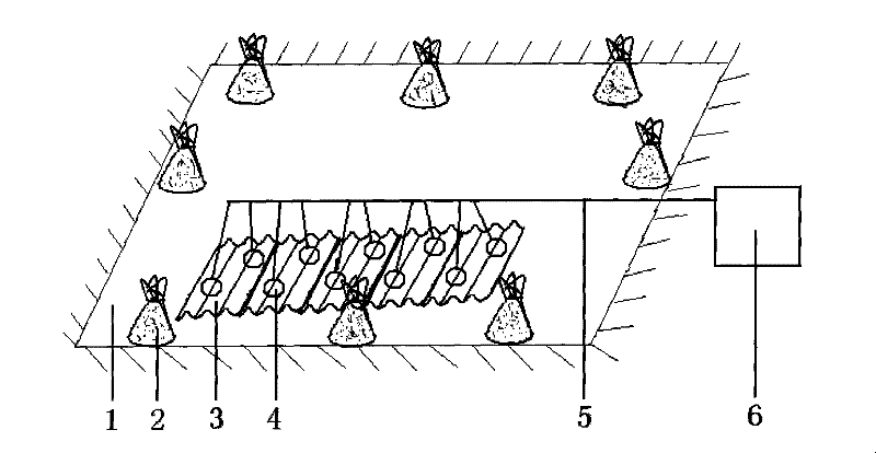 Large-scale cultivation method for summer fingerlings of Pelteobagrus fulvidraco