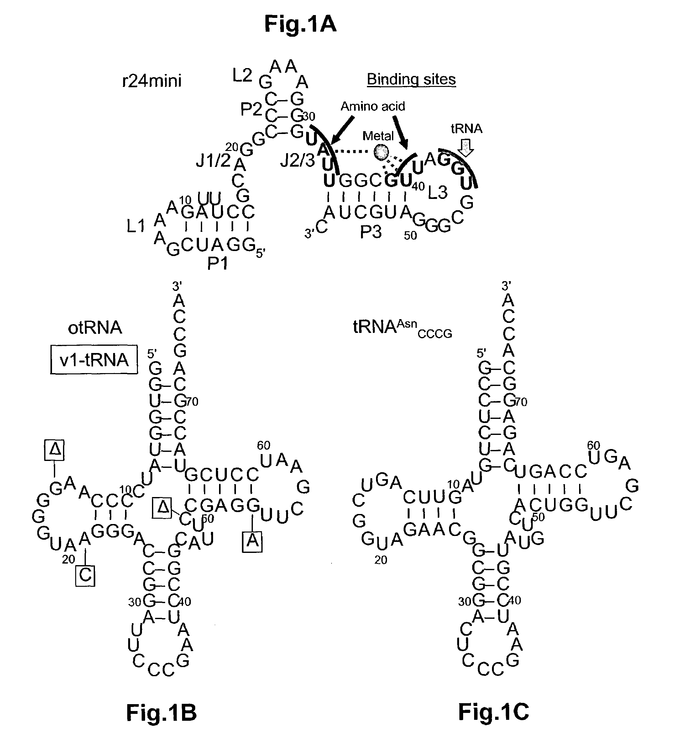 Ribozymes with broad tRNA aminoacylation activity