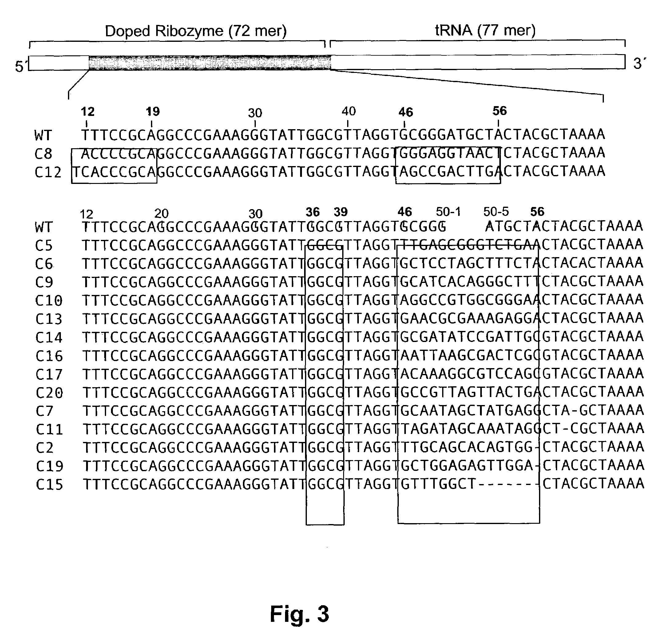 Ribozymes with broad tRNA aminoacylation activity