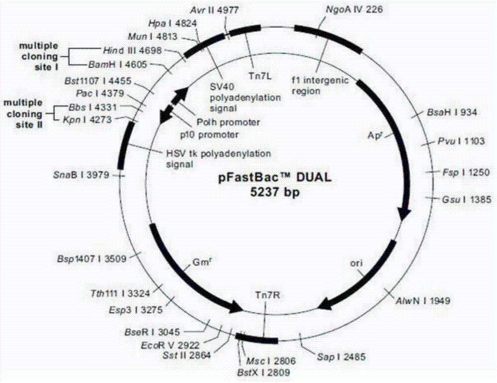 Recombinant plasmid, recombinant baculovirus prepared from the same and application of virus in vaccine preparation