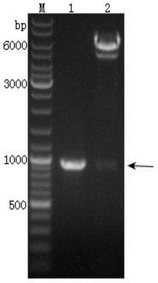 Recombinant plasmid, recombinant baculovirus prepared from the same and application of virus in vaccine preparation