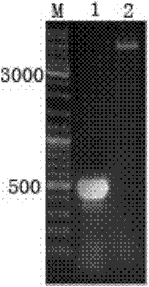 Recombinant plasmid, recombinant baculovirus prepared from the same and application of virus in vaccine preparation