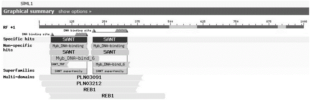 Tomato SlML1 gene and application