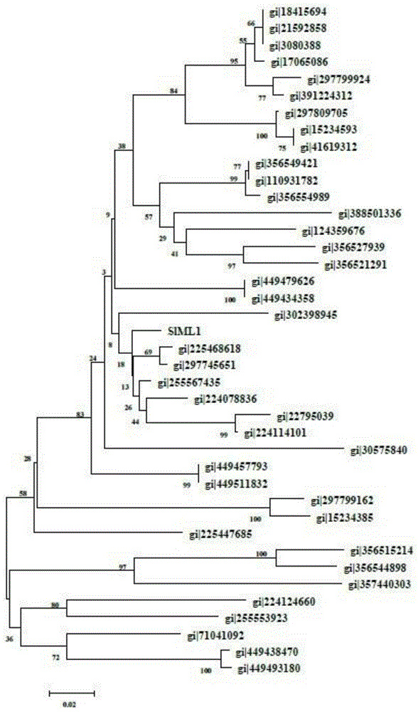 Tomato SlML1 gene and application