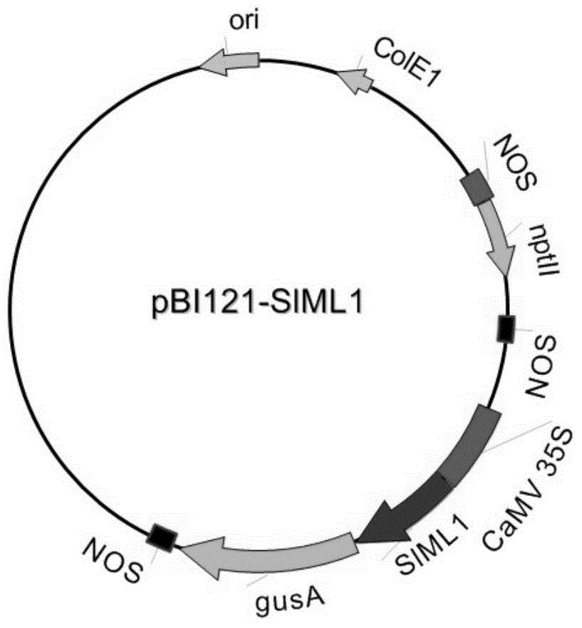 Tomato SlML1 gene and application